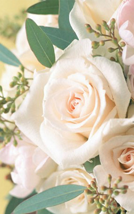 White rose flower for decoration 