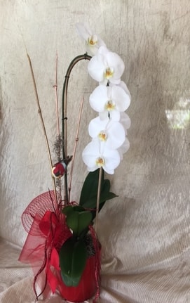White rose flower for decoration 